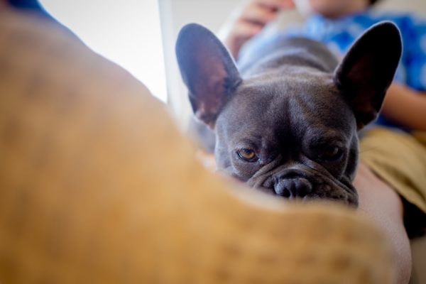 Carter Higgins 2019 Staff Candids 22 600x400 - Jerry Is the Real MVP (Most Valuable Pup)