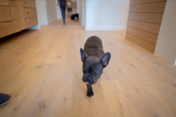 Carter Higgins 2019 Staff Candids 31 600x400 - Jerry Is the Real MVP (Most Valuable Pup)