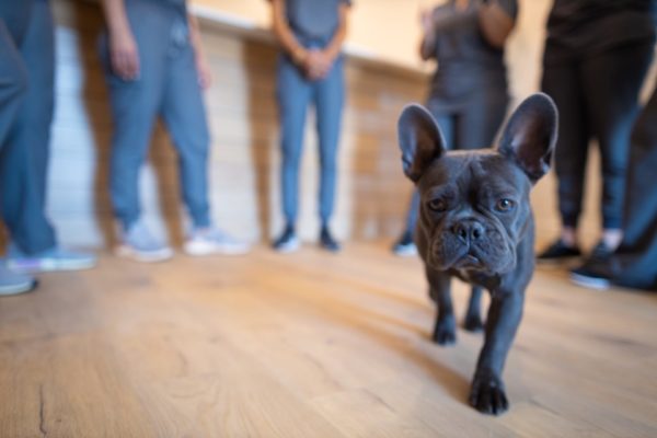 Carter Higgins 2019 Staff Candids 39 600x400 - Jerry Is the Real MVP (Most Valuable Pup)