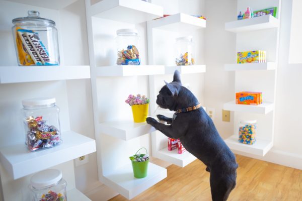 Carter Higgins 2019 Staff Candids 99 600x400 - Jerry Is the Real MVP (Most Valuable Pup)
