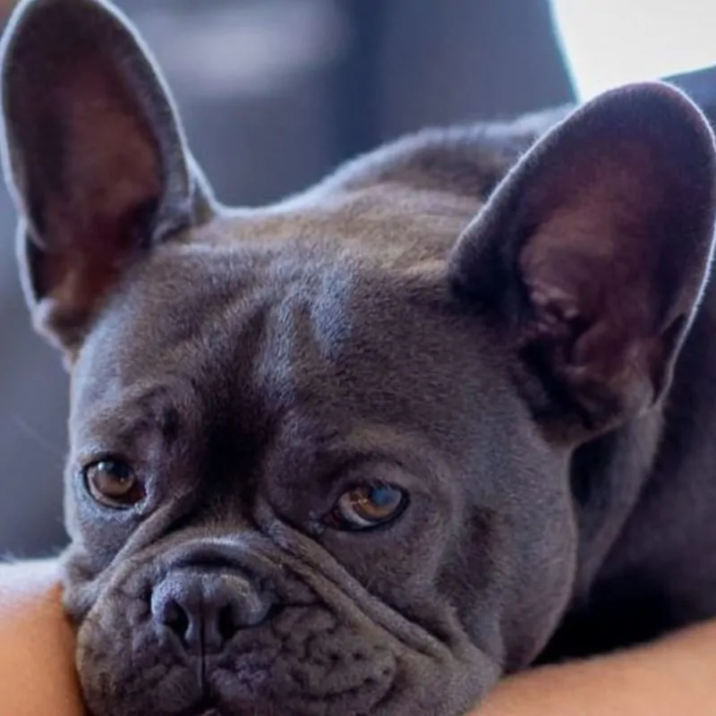 jerry2 800x800 - Did You Know Jerry is a Star?
